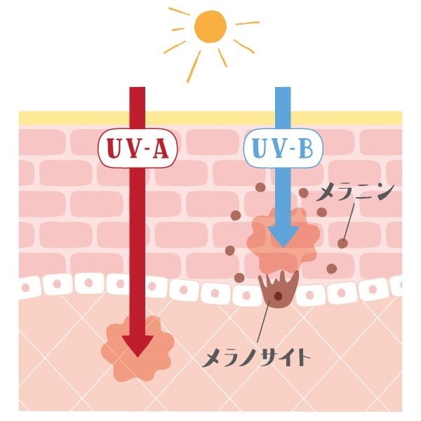 UV-AとUV-B