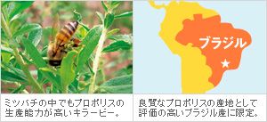 ミツバチの中でもプロポリスの生産能力が高いキラービー。　良質なプロポリスの産地として評価の高いブラジル産に限定。