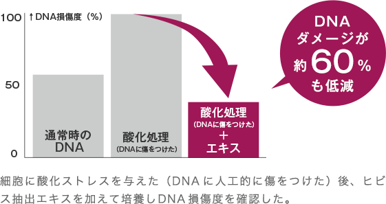 通常時のDNA 酸化処理（DNAに傷をつけた） 酸化処理（DNAに傷をつけた）+エキス DNAダメージが約60%も低減 細胞に酸化ストレスを与えた（DNAに人工的に傷をつけた）後、ヒビス抽出エキスを加えて培養しDNA損傷度を確認した。