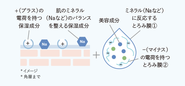 +（プラス）の電荷を持つ保湿成分 肌のミネラル（Naなど）のバランスを整える保湿成分 美容成分 ミネラル（Naなど）に反応するとろみ膜① −（マイナス）の電荷を持つとろみ膜②