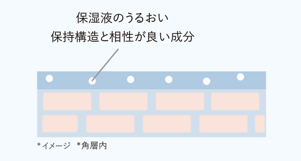 保湿液のうるおい保持構造と相性が良い成分