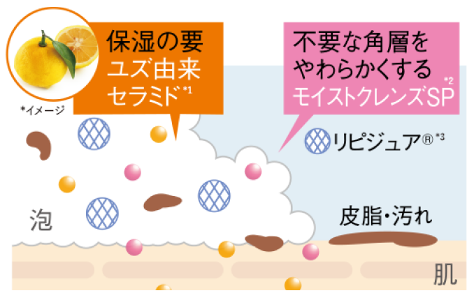 （肌図）ユズ由来セラミドが不要な角質をやわらかくする