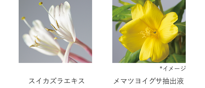 スイカズラエキス／メマツヨイグサ抽出液 *イメージ