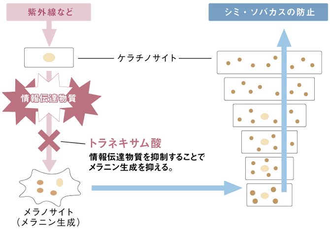 肌図：トラネキサム酸 情報伝達物質を抑制することでメラニン生成を抑える。