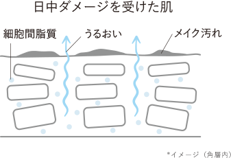 日中ダメージを受けた肌 細胞間脂質 うるおい メイク汚れ *イメージ（角層内）