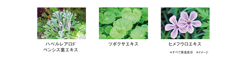 ハベルレアロドペンシス葉エキス/ツボクサエキス/ヒメフウロエキス*すべて保湿成分 *イメージ