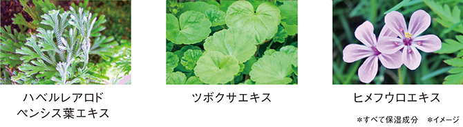 ハベルレアロドペンシス葉エキス/ツボクサエキス/ヒメフウロエキス*すべて保湿成分 *イメージ