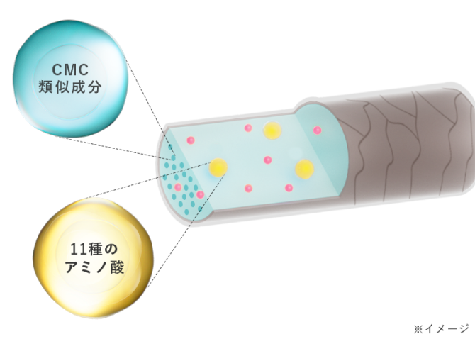 髪の断面図 ※イメージ