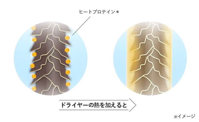 ドライヤーの熱に反応 ※イメージ
