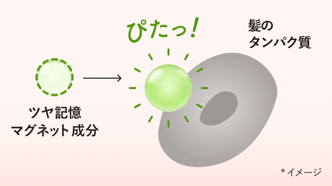ツヤ記憶マグネット成分 ぴたっ！ タンパク質 * イメージ