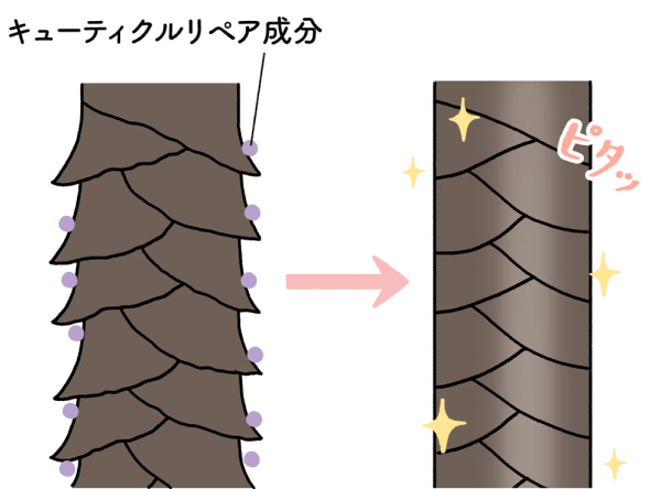 キューティクルリペア成分がキューティクルにピタッと密着！手ぐしでまとまる髪に