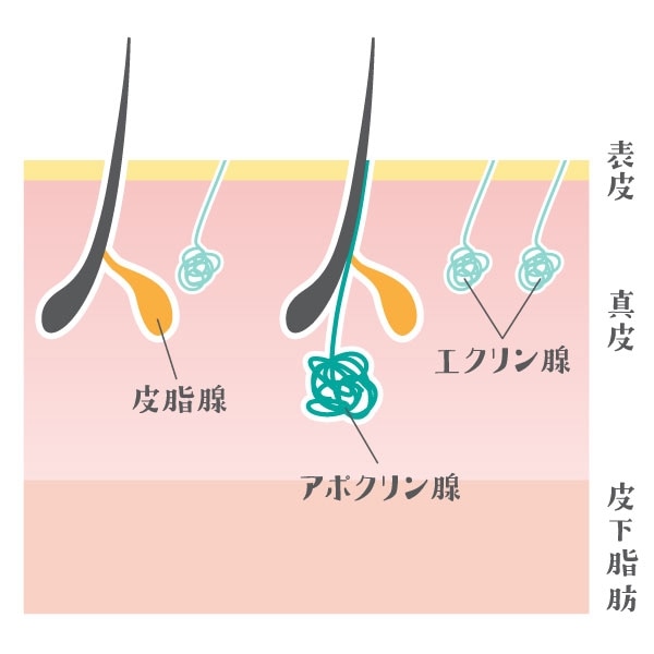 【テカリ・べたつき対策 】それはツヤめき肌?それともテカリ肌?肌状態をセルフチェック!|マガジン(美容情報・読み物)|化粧品・スキンケア・基礎 ...