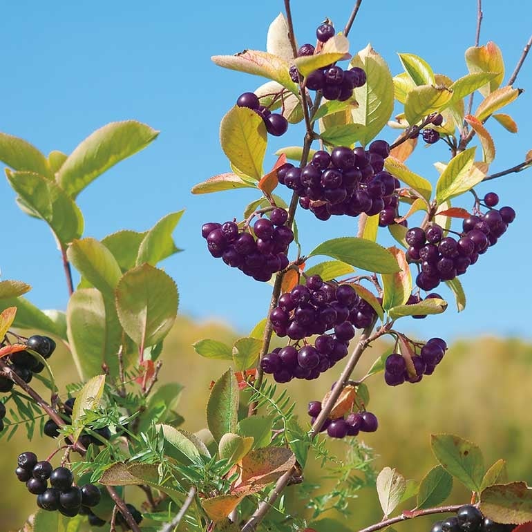 おいしくてキレイになる アロニアコンポートソース で作るおしゃれレシピ 読み物 日々をここちよく 化粧品 スキンケア 基礎化粧品の通販 オルビス公式オンラインショップ