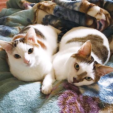 健康サポートソックス ノーマル丈のクチコミ｜化粧品・スキンケア - 猫 スト
ッキング