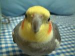 かものはしこさん