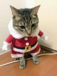 くまねこさん