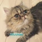 すんとこさん